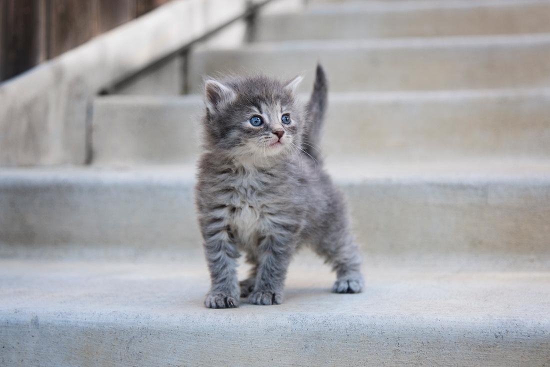 The-Puparazzi Pet Photography